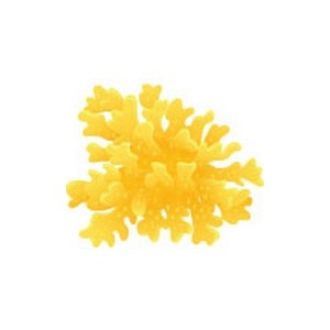 Yellow Rainbow Coral